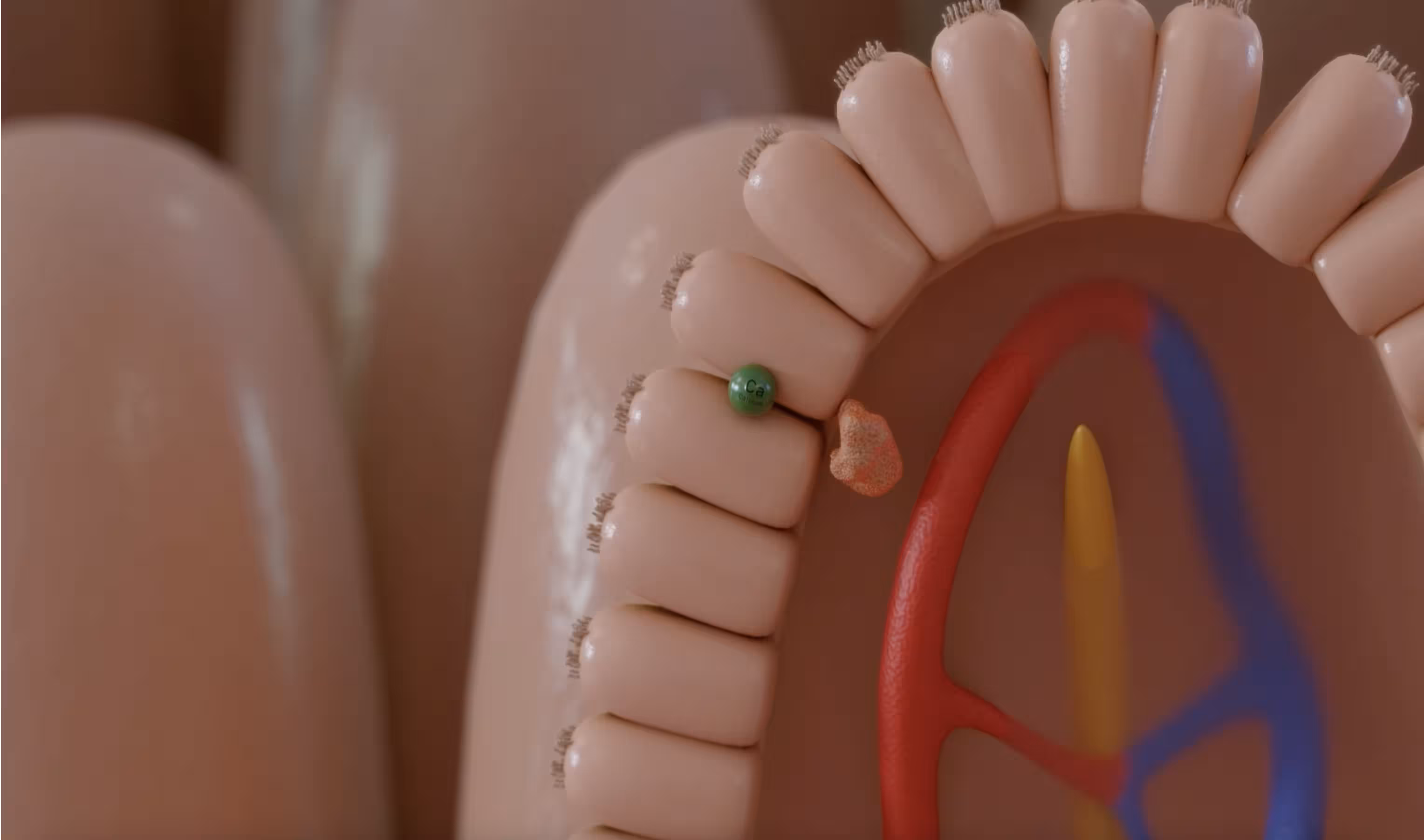 Medical illustration showing a cross-sectional view of bone structure with internal components and markers.